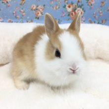 ネザーランドドワーフラビット（オレンジ系）女の子　２０２０年１１月生まれ