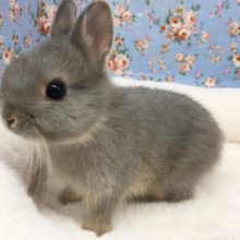 ネザーランドドワーフラビット（ブルー系）男の子　２０２０年１１月生まれ