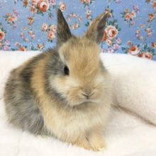 ネザーランドドワーフラビット（茶黒）女の子　２０２０年１１月生まれ