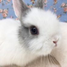 ネザーランドドワーフラビット（グレー系）男の子　２０２０年１１月生まれ