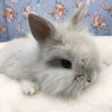 ライオンラビット（フロスティ）女の子　２０２０年１２月生まれ