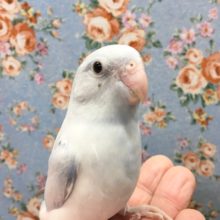 マメルリハ（パステルライラック）男の子　２０２０年１１月生まれ