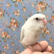 マメルリハ（パステルホワイト）女の子　２０２０年１１月生まれ