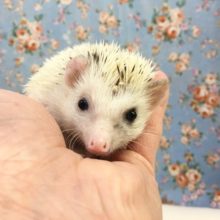 ハリネズミ（シナモンパイド）男の子　２０２０年１１月生まれ