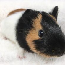 イングリッシュモルモット　女の子　２０２０年１２月生まれ