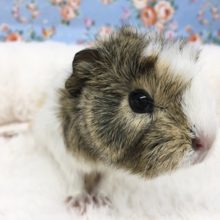 アビシニアンモルモット　女の子　２０２０年１２月生まれ