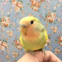 コザクラインコ（タイガーチェリー）２０２０年１２月生まれ