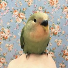 コザクラインコ（ダークグリーン）２０２０年１２月生まれ