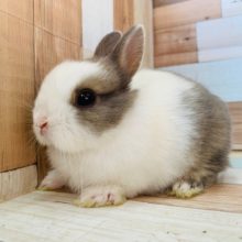 ペレットより牧草派!!ネザーランドドワーフ♪