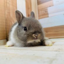 つぶれ顔のコをお探しの方にオススメ!ネザーランドドワーフ♪