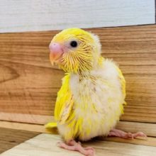 黒目が人気！ダブルファクターのセキセイインコ♪