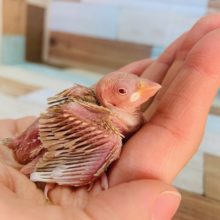 大人気！シナモン文鳥入舎しました！