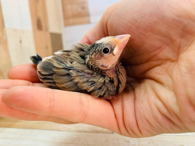 定番人気の桜文鳥さん 東京からもほど近い 千葉県 神奈川県 埼玉県で文鳥 ブンチョウ 桜文鳥 を販売するペットショップ