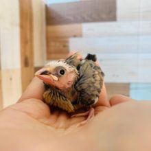 定番人気の桜文鳥さん♪