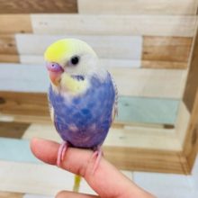 画像更新!!美カラー☆セキセイインコ　レインボーパイド～～