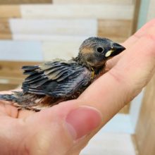 定番カラー!桜文鳥さん♪