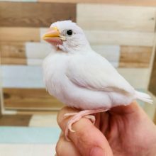 清潔感漂う～～白文鳥！