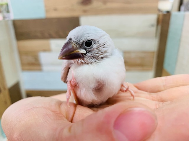 羽根が生えそろってきました！シルバー文鳥さん♪