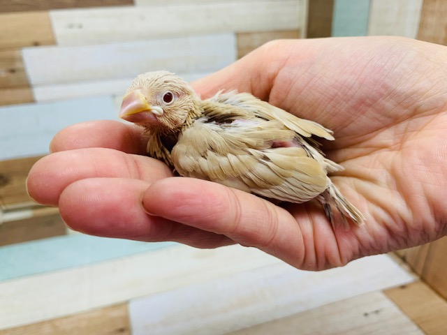 羽根が生えそろいつつあります！シナモン文鳥♪