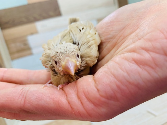 シナモン文鳥