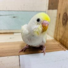 春っぽさが。。ｽﾃｷ♪セキセイインコ クリームカラー☆