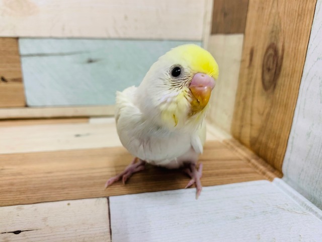 春っぽさが。。ｽﾃｷ♪セキセイインコ クリームカラー☆