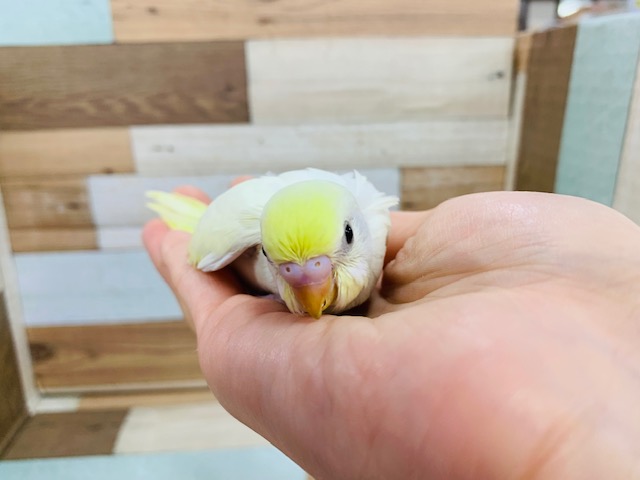 セキセイインコ