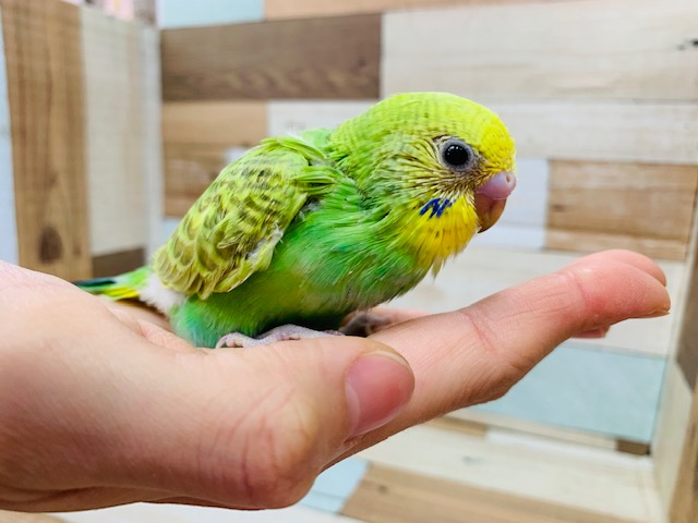 シナモン系スパングル セキセイインコ きましたっ