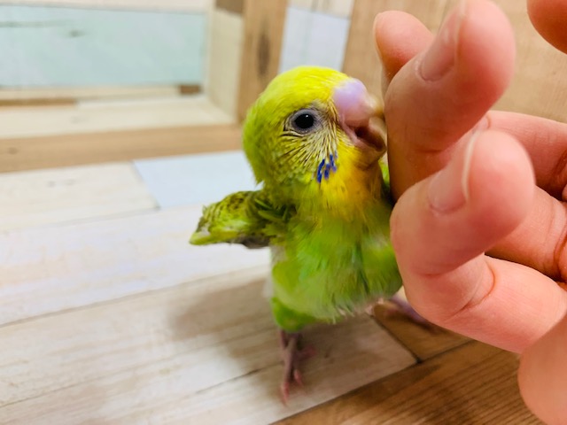 セキセイインコ