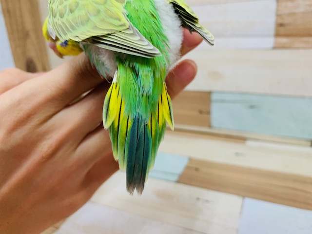 セキセイインコ