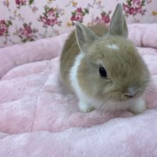 頭にハート柄があるような…ネザーちゃん💗