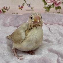 入舎少なめです!!  シナモン文鳥のヒナ　2021.1/16撮影