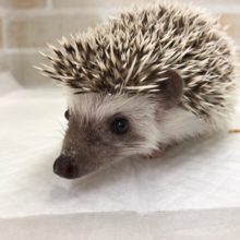 ぐんぐん成長中！ハリネズミ（パイド）の女の子！