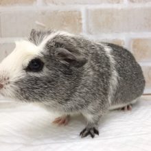 クールな毛色！クレステッドモルモット（男の子）！