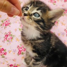 最新動画更新！サイベリアンの女の子きたよ！