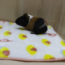 プイプイプイ☆モルモット・女の子！