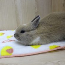 まったりうさちゃん☆ネザーランドドワーフラビット・女の子！