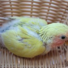 コザクラインコ　シナモン　よく食べるコです♪