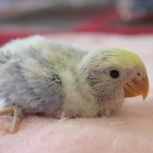 イチ押しです！コザクラインコ（ＷＦオパーリンブルー）