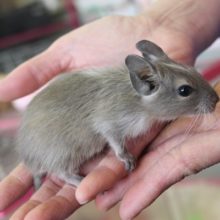 とても人懐っこいデグーちゃんです♀