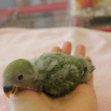 ヒナヒナ♪コザクラインコ（ノーマル）