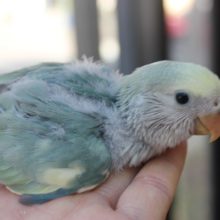 人気カラー！　ブルーパイドコザクラさん入舎！！