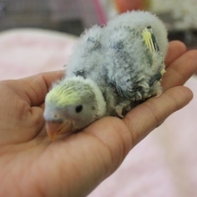 綿毛のおむつ♪コザクラ（ブルーチェリーパイド）