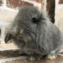 怖がりだけど気になる・・・ロップイヤー(ブルー)