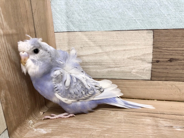 羽衣セキセイインコ