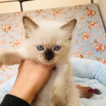 お鼻が黒くて可愛いぞ💛ラグドールくん☆