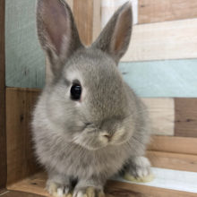 まるボディーが素晴らしい♪ネザーランドドワーフちゃん(グレー)