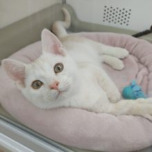 最新画像★キランっ！目力強め！！マンチカンの男の子！！