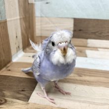 超ホヤホヤ最新画像★美しい羽衣を纏ってます！羽衣セキセイインコヒナ！