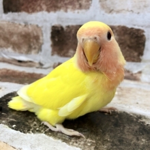 超ホヤホヤ最新画像★ふかふか大好き！コザクラインコヒナ(ゴールデンルチノー)